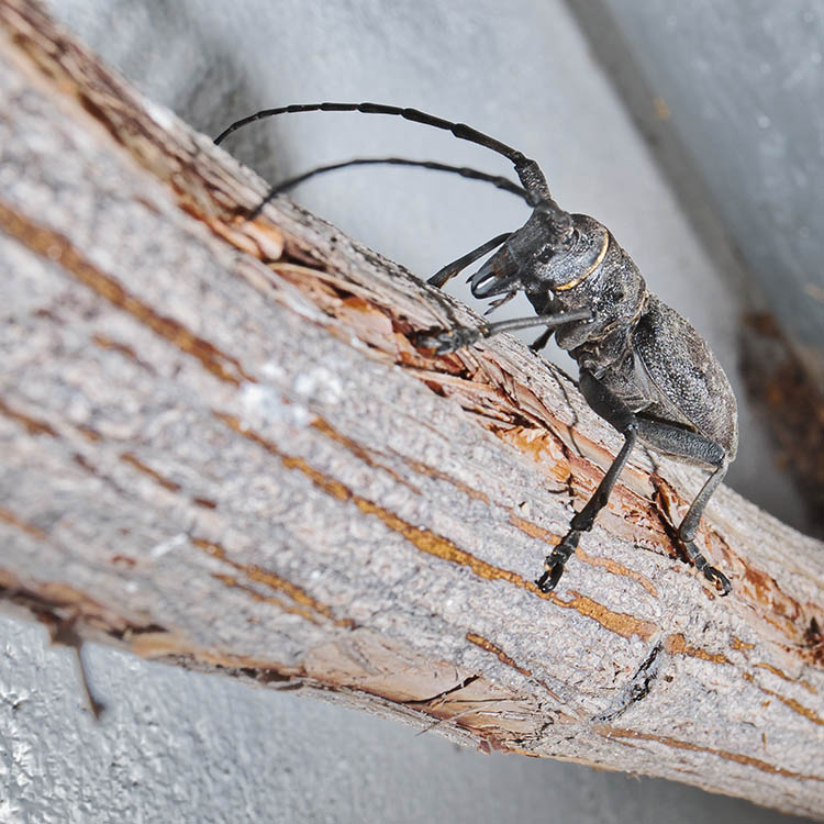 Traitement bois et termites Porto-Vecchio