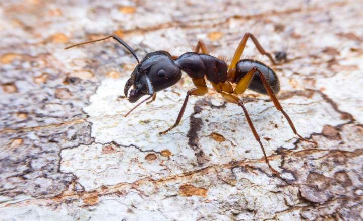 Désinsectisation Porto-Vecchio
