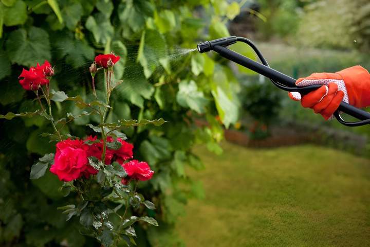 Désinsectisation jardin Porto-Vecchio