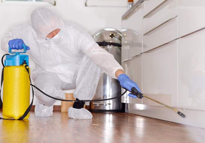 Extermination de nuisibles Porto-Vecchio