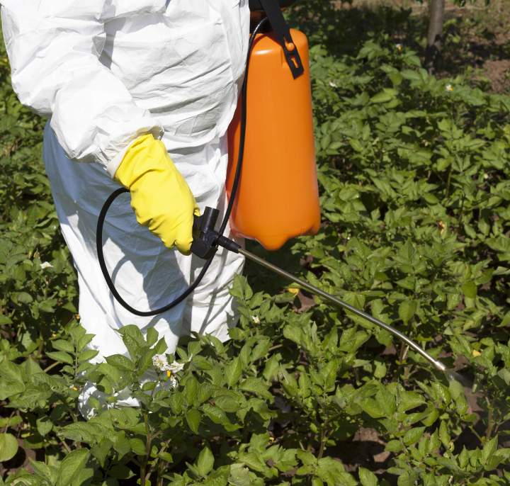 Désinsectisation jardin Porto-Vecchio