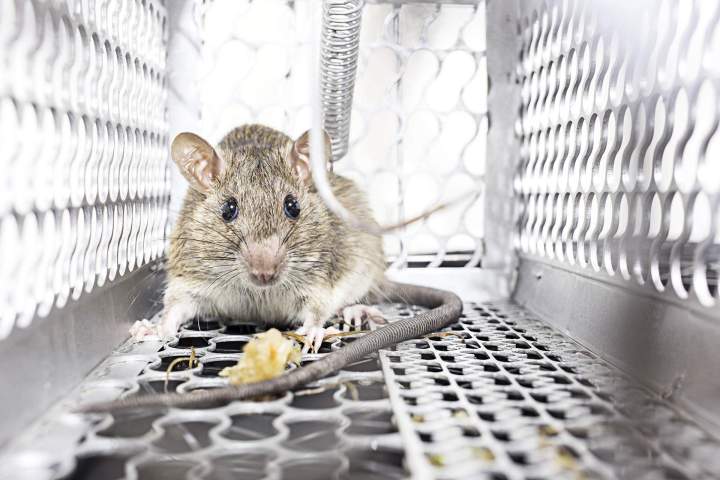 Extermination efficace de rats et de souris