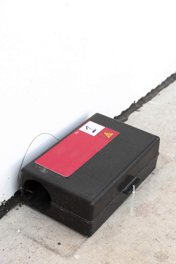 Dératisation Porto-Vecchio